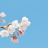 【思わず号泣】絶望の淵に咲く桜