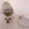 ハリネズミを飼う時に揃えるべきグッズとは？実際に使っているものを紹介します