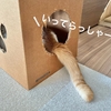 愛猫るるもなの朝のご挨拶は塩対応w