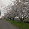 すごぼりの桜