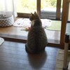 キジ猫の声はコロラトゥーラ