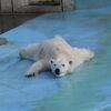 ミルクが死んだ
