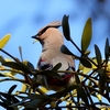 日本　この冬に出会った野鳥たち　レンジャク