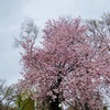 北の桜通信。