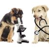 Veterinary Diagnostics Market Report 2021-2026 | Industry Trends, Market Share, Size, Growth and Opportunities