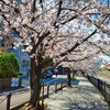 多摩市の永山橋の川沿いの桜が見頃です。