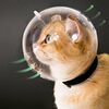 飼い猫がまぶたに爪を引っかけた話