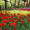 春爛漫の横浜公園