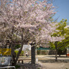 本能寺跡周辺の桜景