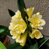 黄色い花……