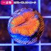 (海水魚 サンゴ)一点物 オーストラリア産 カクオオトゲキクメイシ プラグ付き CM-10967(1個)