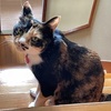 夜は猫といっしょ