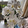 #今年もたくさんの花をつけてくれました