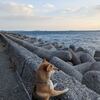 柴ちゃんと初めての海 今日の柴ちゃん291