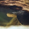 ヒメカエルガメ Phrynops gibbus