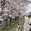 ロードバイクで花見ライドに行って来ました