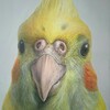 【アクリル絵の具】リアルにオカメインコの絵を描く方法