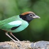 ズグロヤイロチョウ(Hooded Pitta)