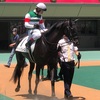 東京競馬3R パドック直前予想　1ディバイングレース　がんばれぇぇぇぇぇ！！