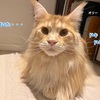 我が家の猫たち、抗体検査を受けた結果、今年は3種混合ワクチンを見送ることにしました