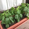 大葉（シソ） 葉っぱが濃く大きくなりました 《63日目》