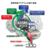 ヒトの皮質網様体路と姿勢制御 ①