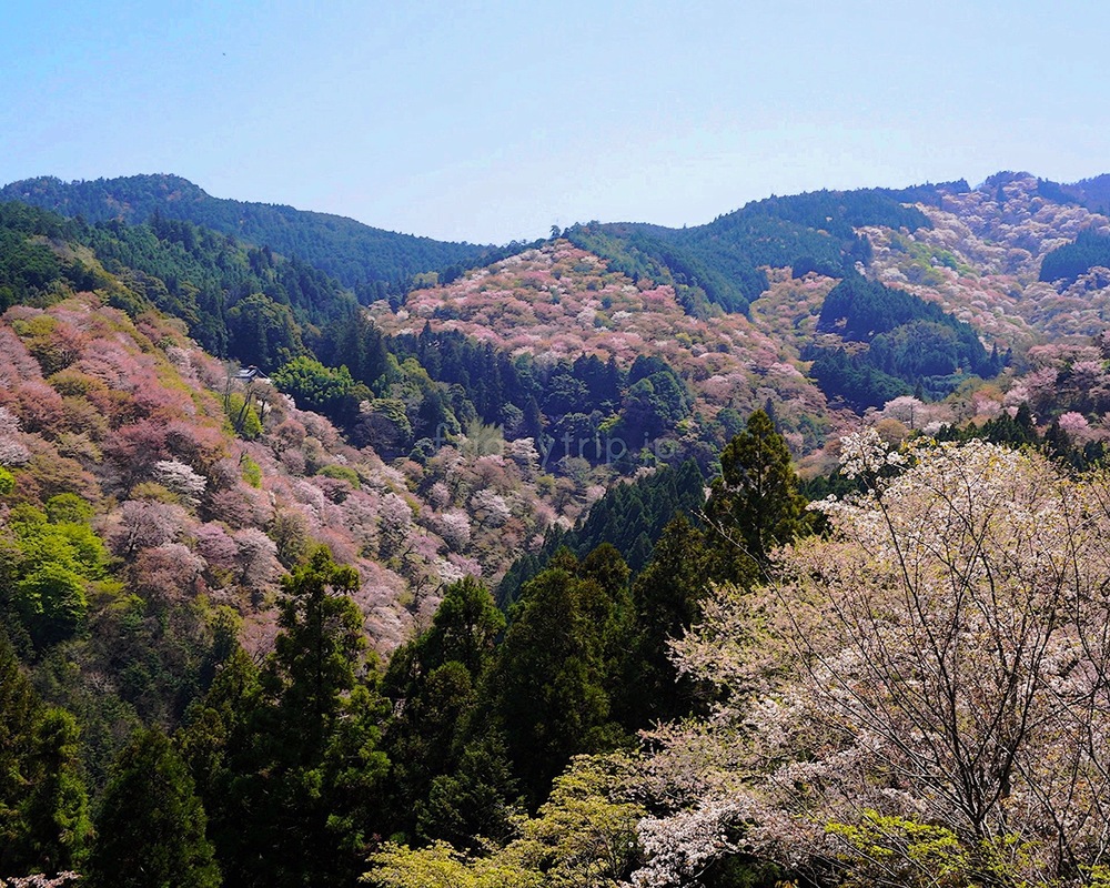 吉野山で桜を見られるレストランでランチ＆桜を見られるホテルで過ごす、贅沢な一泊二日旅