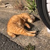 野良猫とグレーゾーン