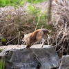 近隣住宅街のねこさん