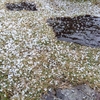 激しい雹になりました