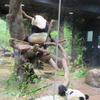 #上野動物園#双子パンダ#シャンシャン