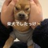 新しい芝犬の家族が増えた