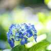 紫陽花を撮るならフルサイズ？マイクロフォーサーズ？