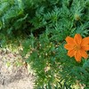 下戸はつらいよ