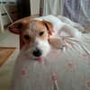 ゆめ犬サロンへ