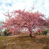 【桜便り】西郷山公園の河津桜