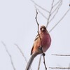 Long taild Rose Finch