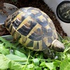 ヒガシヘルマンリクガメ～弱々しい陽射し