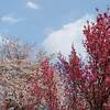 逃げ恥のロケ地 伊勢山皇大神宮 紅葉の見頃は？