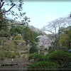 吾妻公園の春