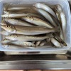 上越の浜で最終キス釣り&畑仕事フルコース