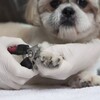 トリミングに特化したサロン