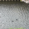 黒鴨の家族と散り行く桜20260412
