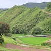 野原の葉に止まっている虫たち