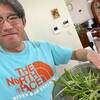 今シーズンの春夏野菜の〆は空芯菜！
