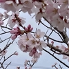 ひと足早く早咲きの桜