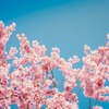 桜の写真を撮って、パソコンに保存しましょう