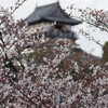 犬山城お花見ツアー（前編）