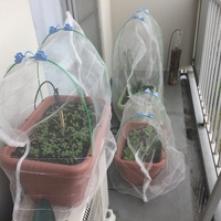 ベランダで小松菜のプランター栽培 ヘブルシュの日記 ベランダで小松菜のプランター栽培 ヘブルシュの日記