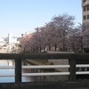 高知県と丸三の桜開花情報